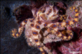   blue ring octopus vs crab  